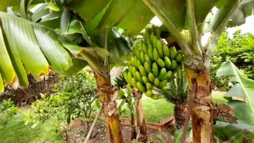 Casa terrera en venta en Telde con terreno piscina y garaje