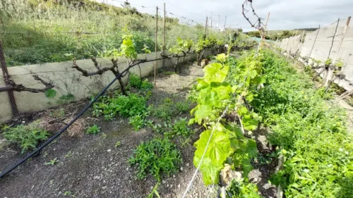 Casa terrera en venta en Telde con terreno piscina y garaje