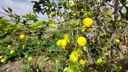 Casa terrera en venta en Telde con terreno piscina y garaje