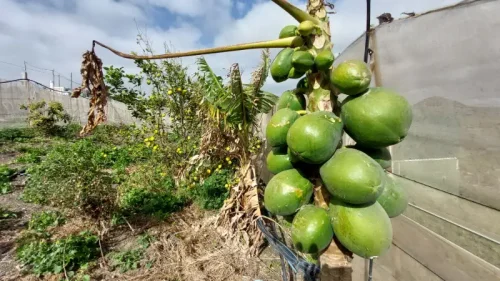 Casa terrera en venta en Telde con terreno piscina y garaje