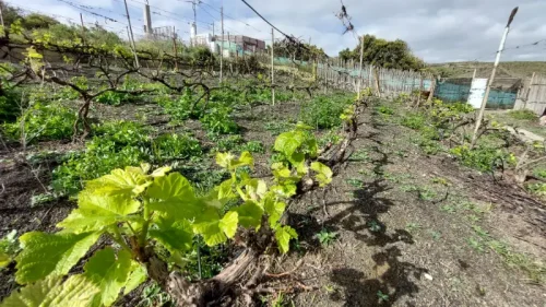 Casa terrera en venta en Telde con terreno piscina y garaje