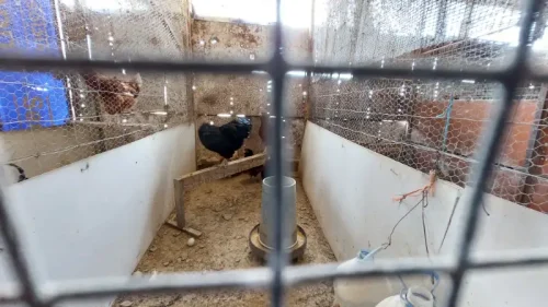 Casa terrera en venta en Telde con terreno piscina y garaje