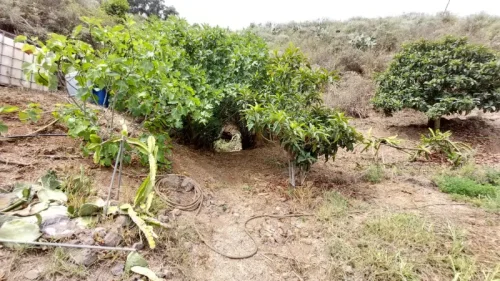 Casa de campo casa con terreno finca rustica venta Gran Canaria oportunidad
