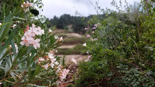 Casa de campo casa con terreno finca rustica venta Gran Canaria oportunidad
